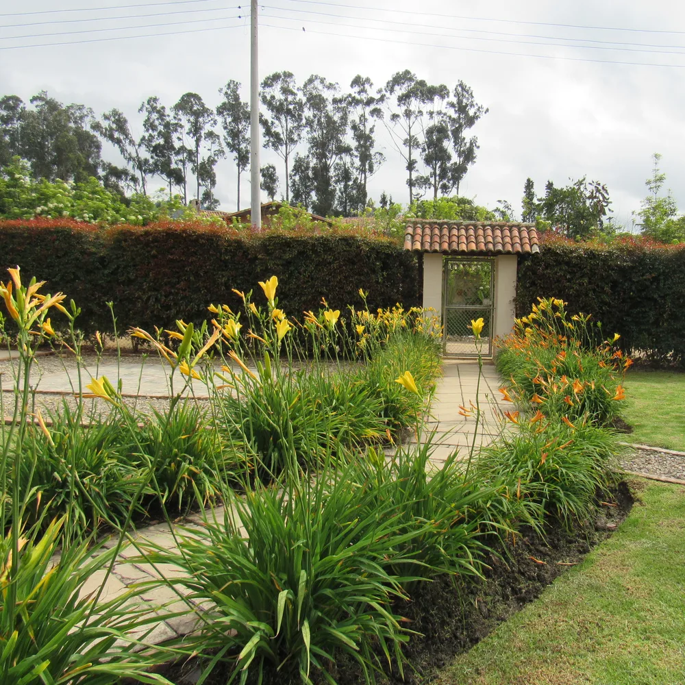 Jardín de flores amarillas a la entrada de la sede
